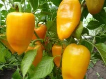 Перець солодкий низькорослі сорти з описом та фото фото