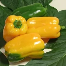 Перець солодкий низькорослі сорти з описом та фото сорти