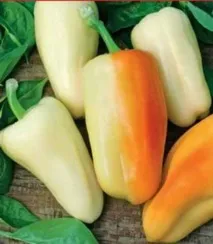 Перець солодкий низькорослі сорти з описом та фото сорти
