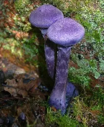 cortinarius