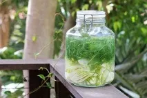 Чи допомагає кропова вода від запорів новонародженим кропова