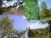 модрини