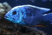 haplochromis