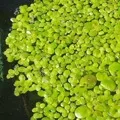 Ряс 5 букв - пошук слів за маскою та визначенням, відповіді на сканворди букв