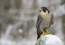 компанія