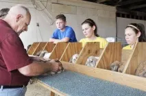 Утримання та розведення кроликів у домашніх умовах кроликів