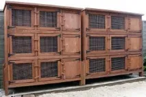 Утримання та розведення кроликів у домашніх умовах утримання