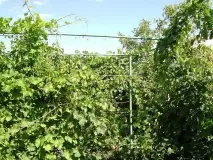 Шпалера для винограду, як зробити шпалеру під виноград своїми руками - Легка справа зробити