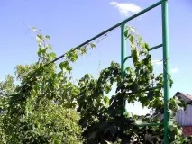 Шпалера для винограду, як зробити шпалеру під виноград своїми руками - Легка справа зробити