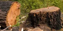 Сонник спиляне дерево до чого сниться спиляне дерево уві сні сонник