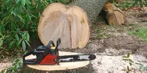 Сонник спиляне дерево до чого сниться спиляне дерево уві сні дерево