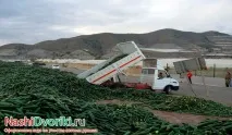 Солення огірків - як правильно на виробництві огірків