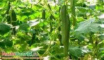 Солення огірків - як правильно на виробництві виробництві