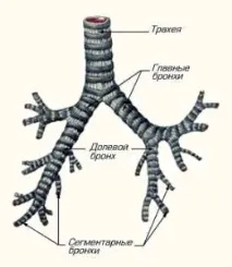 структурата