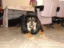 Tibetan Mastiff - Опис Breed on Тибетські мастифи