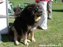Tibetan Mastiff - Опис Breed on мастифи