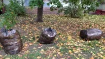 Трава біля будинку траву