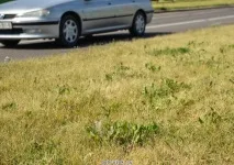 Трава біля будинку трава