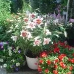 Вирощування Лілій у саду, Садовий ПОРТАЛ, Новини саду, городу лілій
