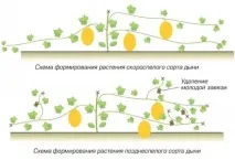 Вирощування кавунів та динь у теплиці вибір сорту, підготовка насіння, правила посадки, оптимальні кавунів