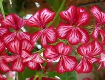 Види пеларгоній (герані) види