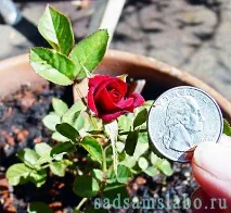 Види садових троянд, характеристика, умови вирощування та догляду троянд