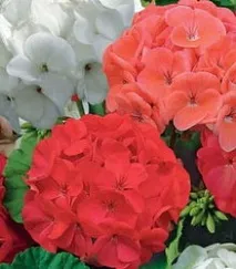 Види пеларгоній (герані) пеларгоній