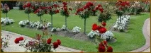 Види садових троянд, характеристика, умови вирощування та догляду характеристика