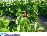 Скористаюся консультаціями та слушними порадами - Дачний Форум порадами