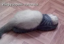 котенца