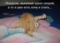 котки