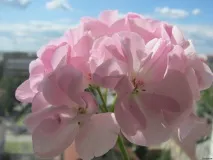 Яскраві нотки герані у вашій оселі - Сайт для дачників нотки