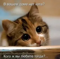 котки