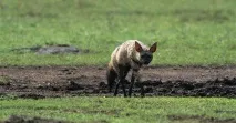 земляний