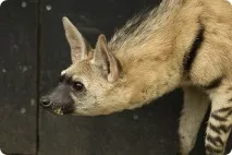 Земляний вовк (лат вовк