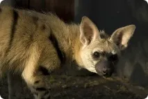 Земляний вовк (лат вовк