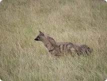 Земляний вовк (лат земляного