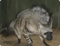 Земляний вовк (лат земляний