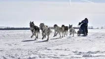 А давай, Шарик, ми з тебе їздового собаку зробимо! шарик