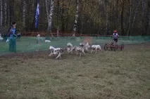 А давай, Шарик, ми з тебе їздового собаку зробимо! давай