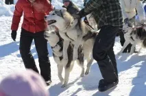А давай, Шарик, ми з тебе їздового собаку зробимо! шарик