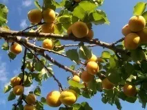 абрикос