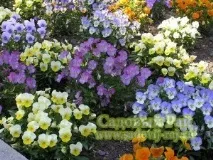 Анютини очі-фіалка Віттрока - Садовий Рай очі-фіалка