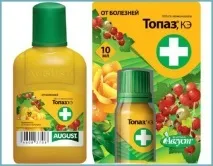 Астра альпійська багаторічна вирощування та догляд у відкритому ґрунті відкритому