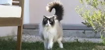 котів