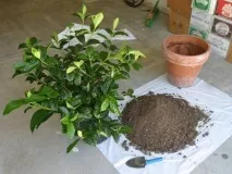 Необхідні умови утримання гарденії умови