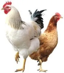 Незвичайне авто курки