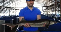 Бізнес пішов під воду осетра