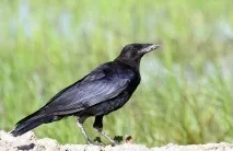 corvus