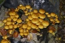 Луска золотиста (Pholiota aurivella) золотиста